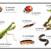 Insects Poster