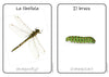 Insects Flash Cards x 28 - Full Set