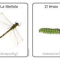 Insects Flash Cards x 28 - Full Set